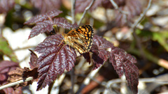Phyciodes mylitta