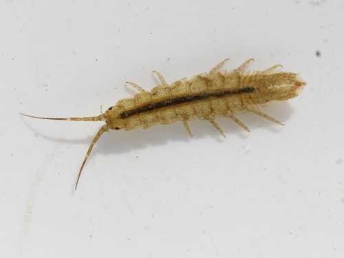 Idotea chelipes