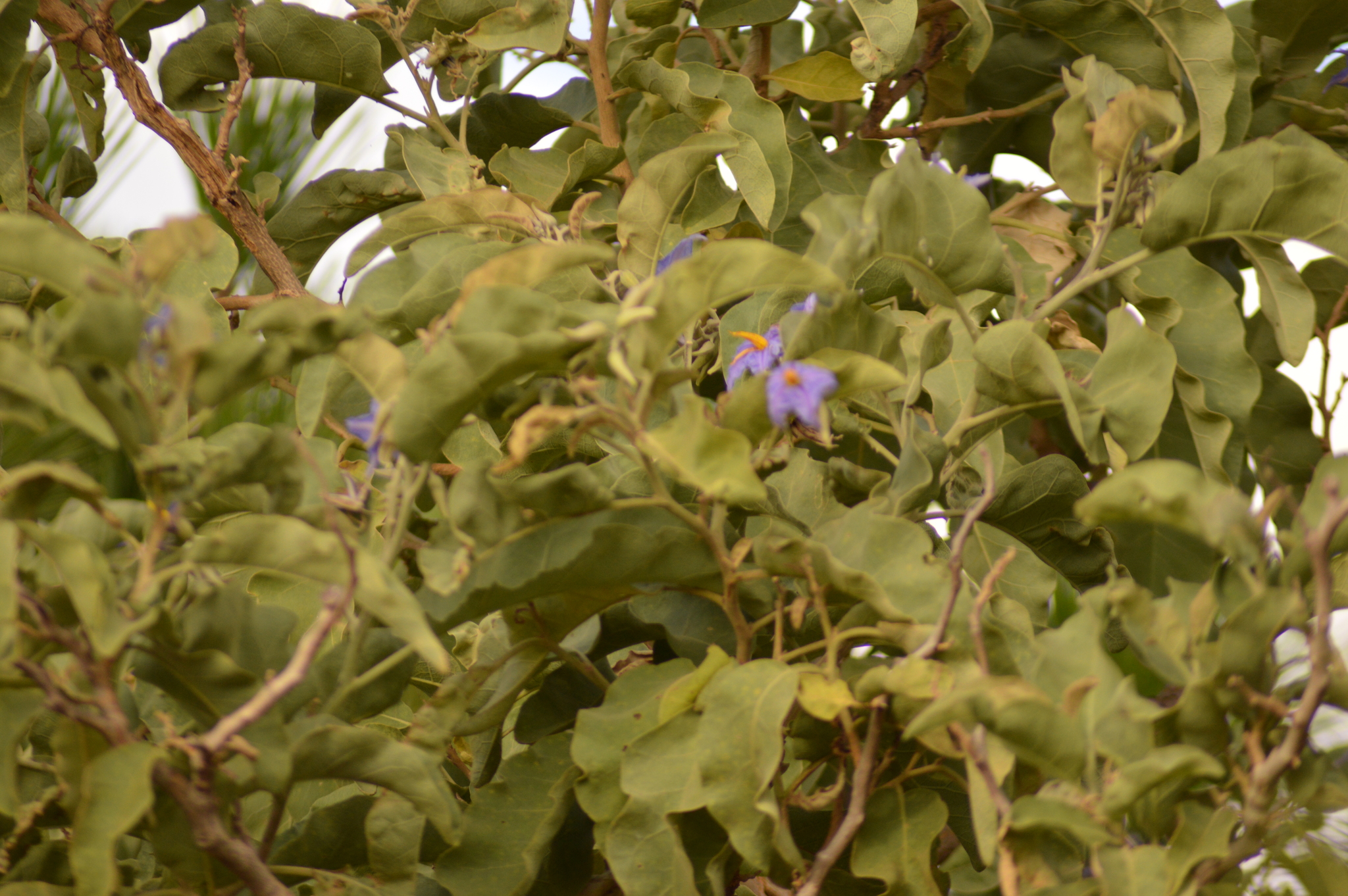 Solanum lycocarpum