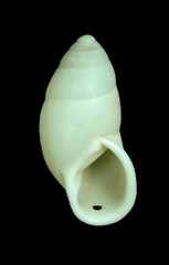Buliminus labrosus