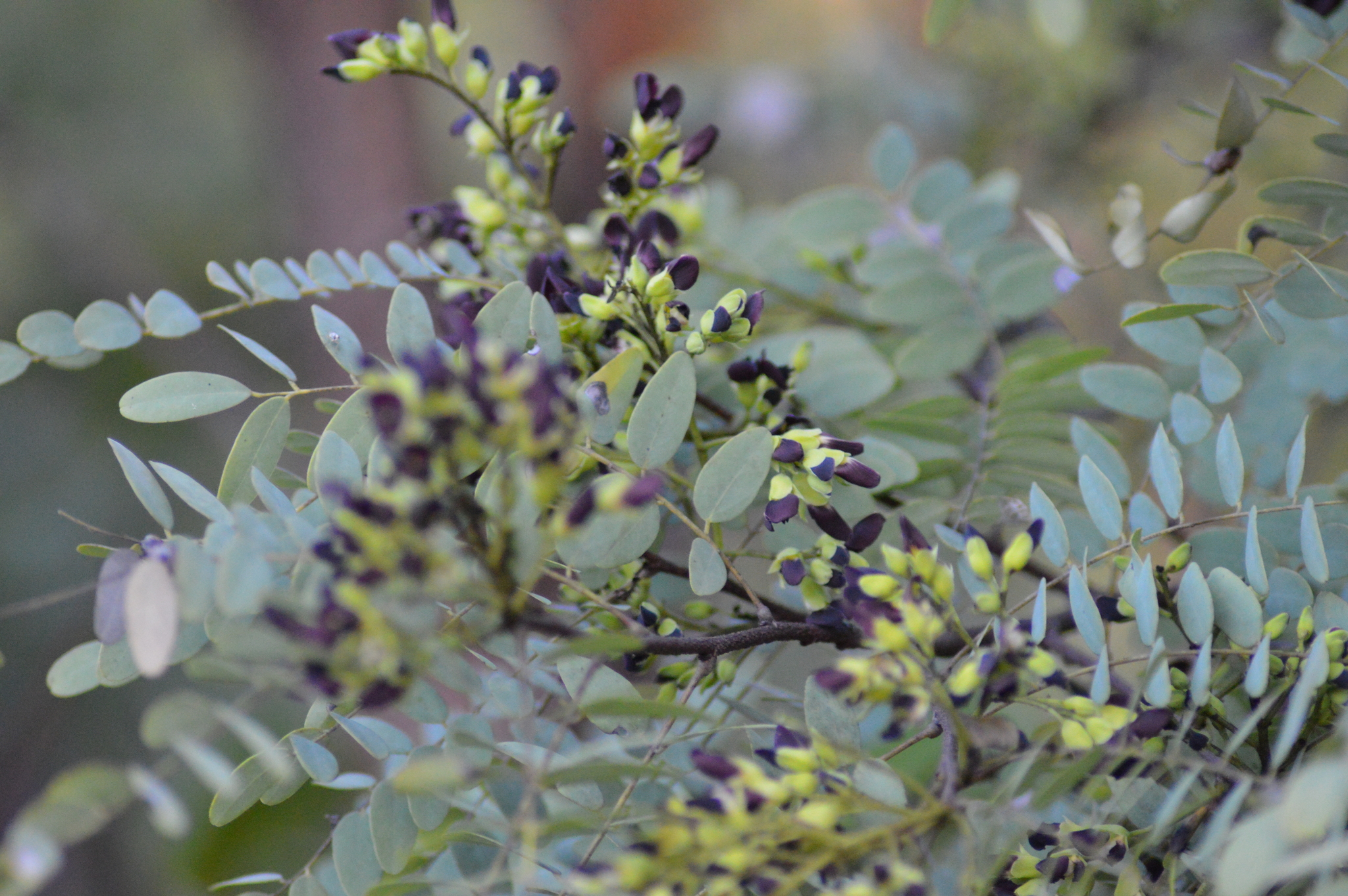 Dalbergia miscolobium