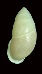 Buliminus labrosus