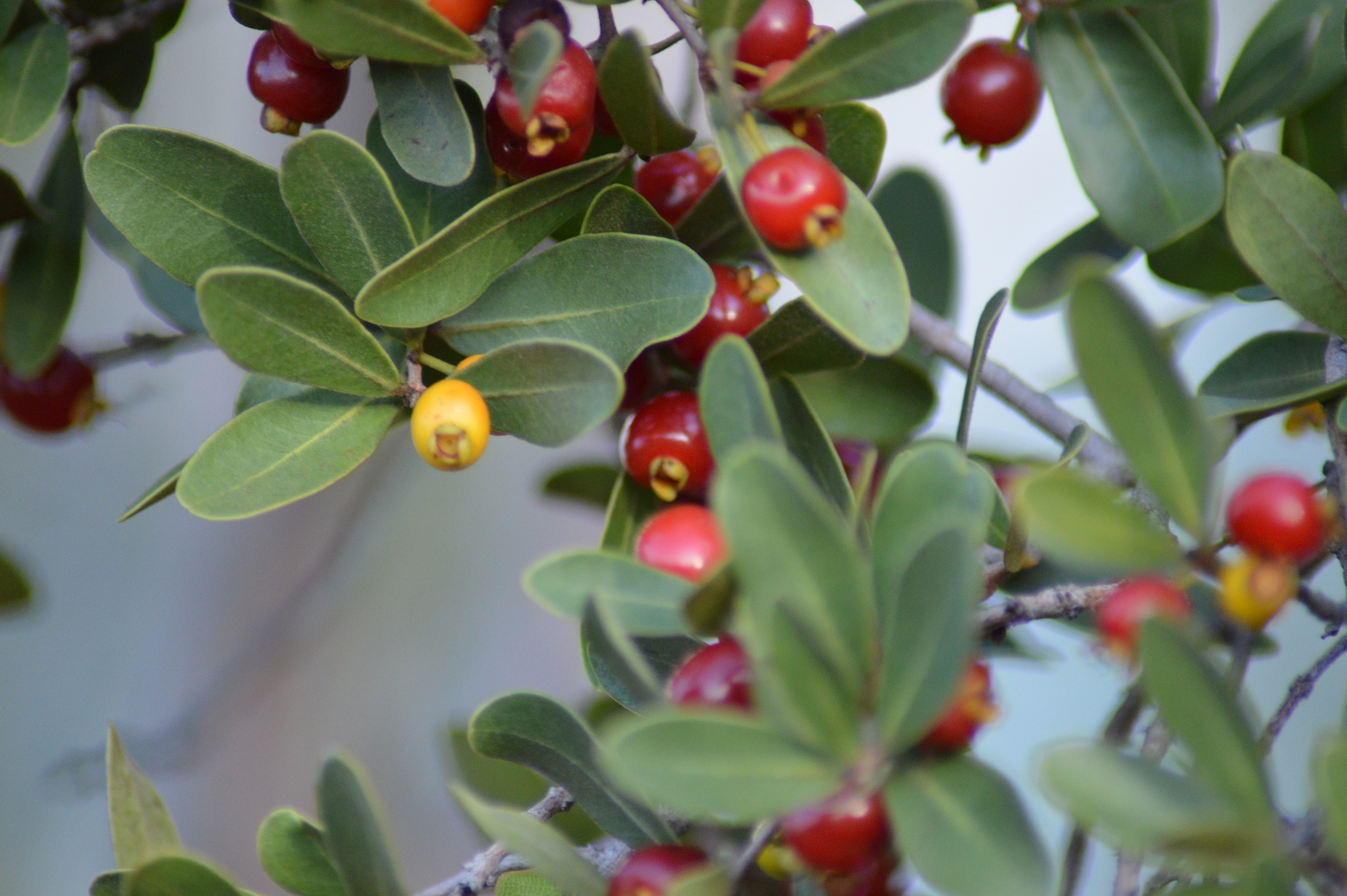 Eugenia punicifolia