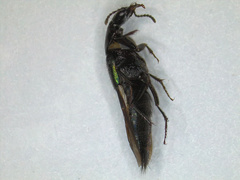 Philonthus caeruleipennis