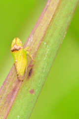 Xerophloea viridis