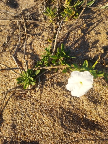 Image of Petunia axillaris by (c) Roderick Cameron, some rights reserved (CC BY)