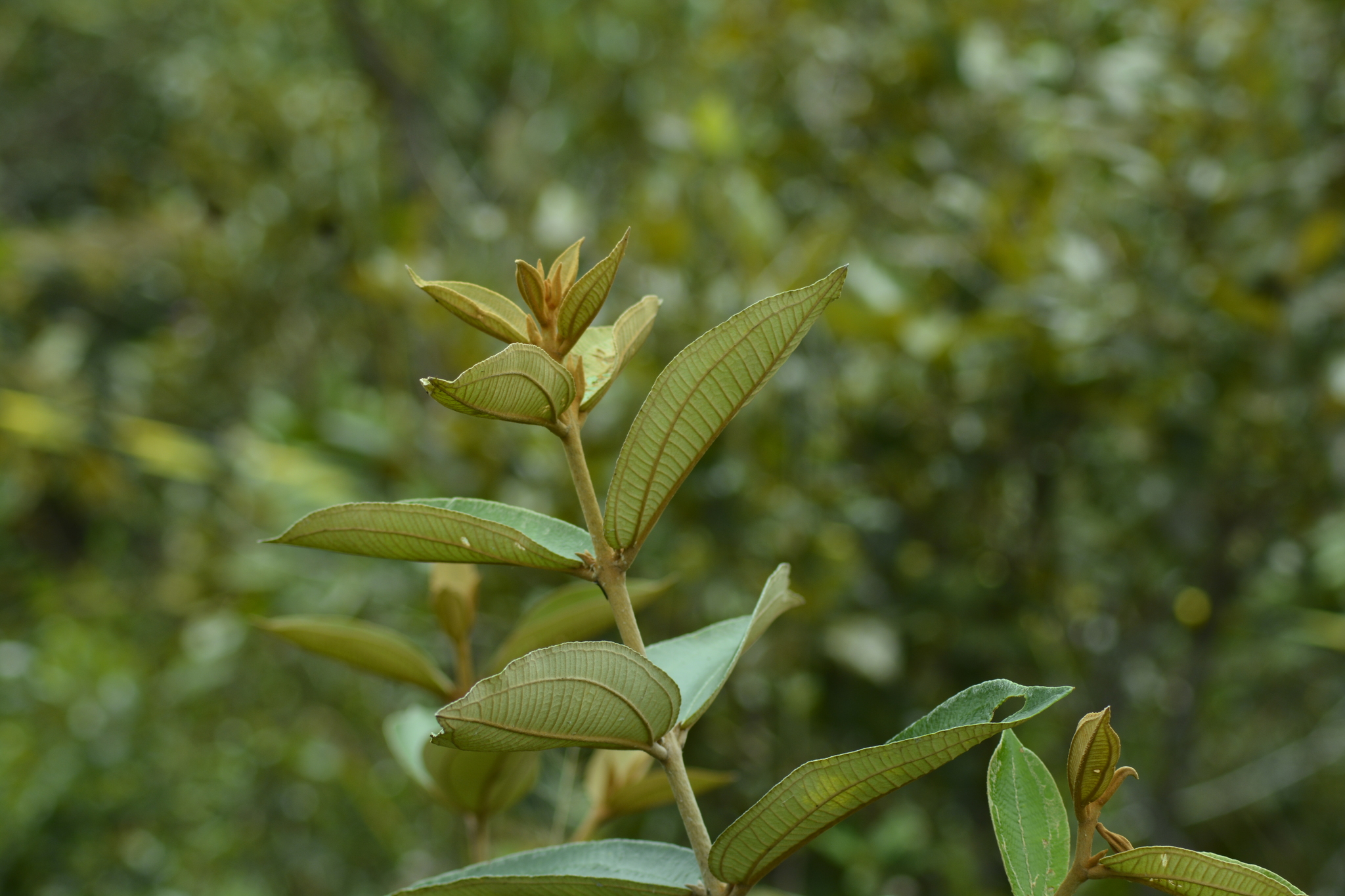 Miconia albicans