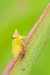 Xerophloea viridis