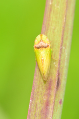 Xerophloea viridis
