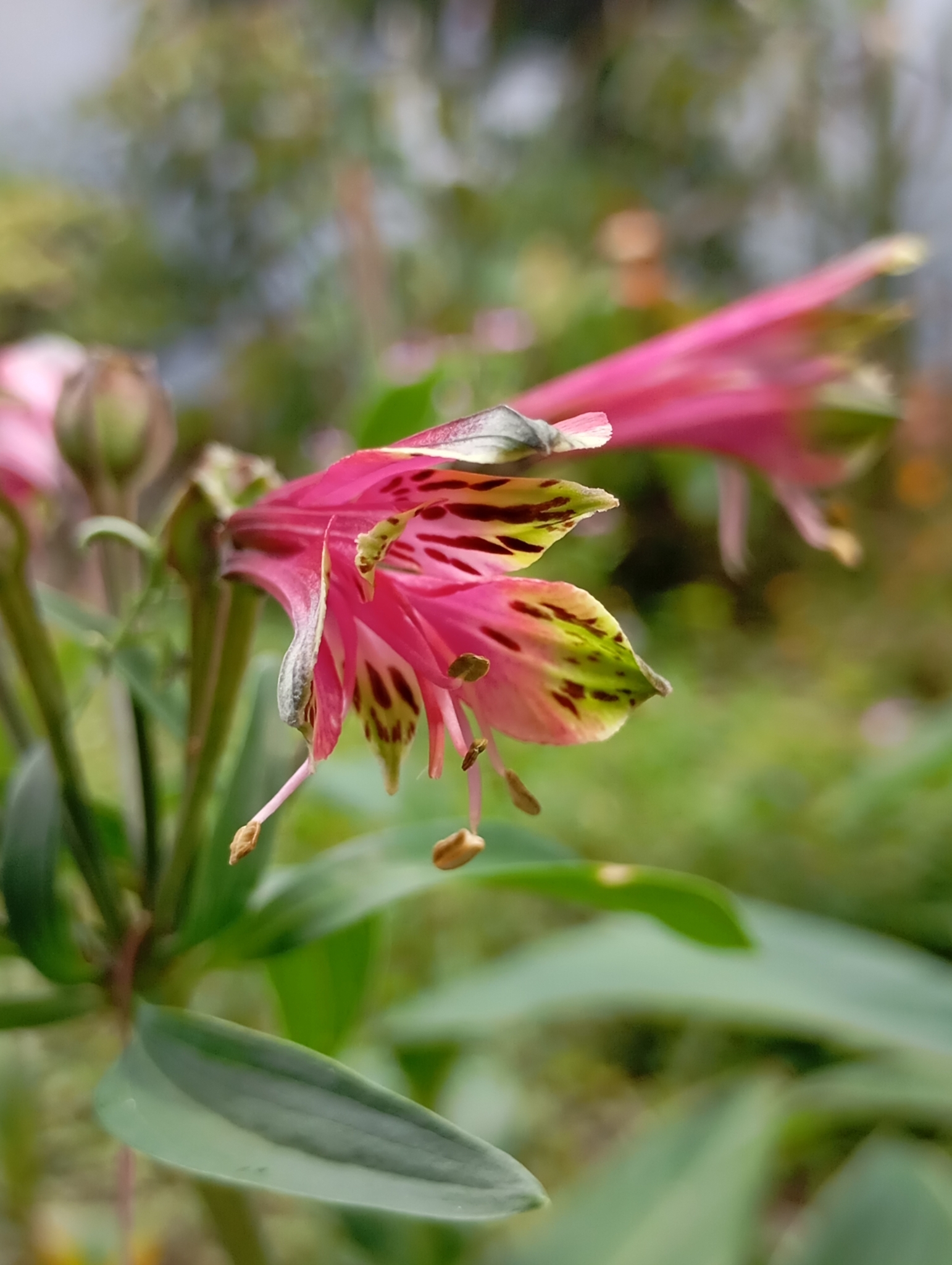 Alstroemeria psittacina