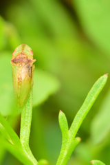Xerophloea viridis