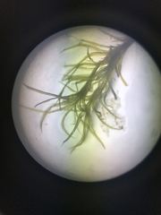 Amphidium californicum