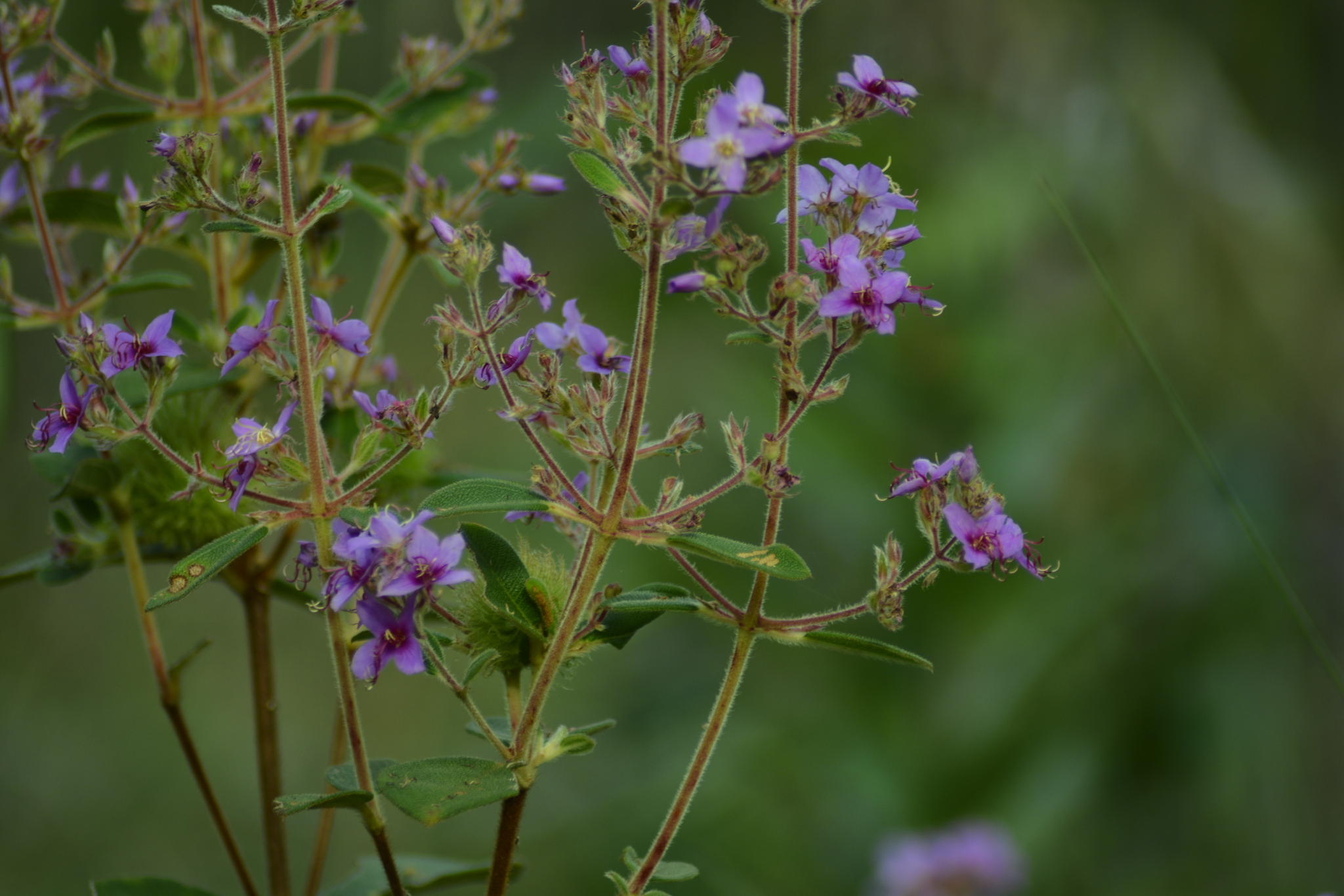 Chaetogastra herbacea