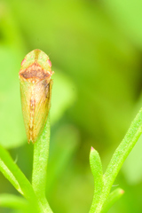 Xerophloea viridis