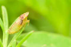 Xerophloea viridis