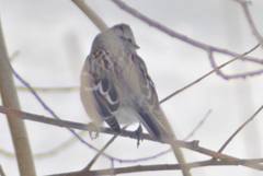 Spizelloides arborea ochracea