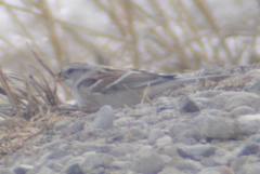 Spizelloides arborea ochracea