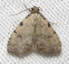 Dyspyralis puncticosta