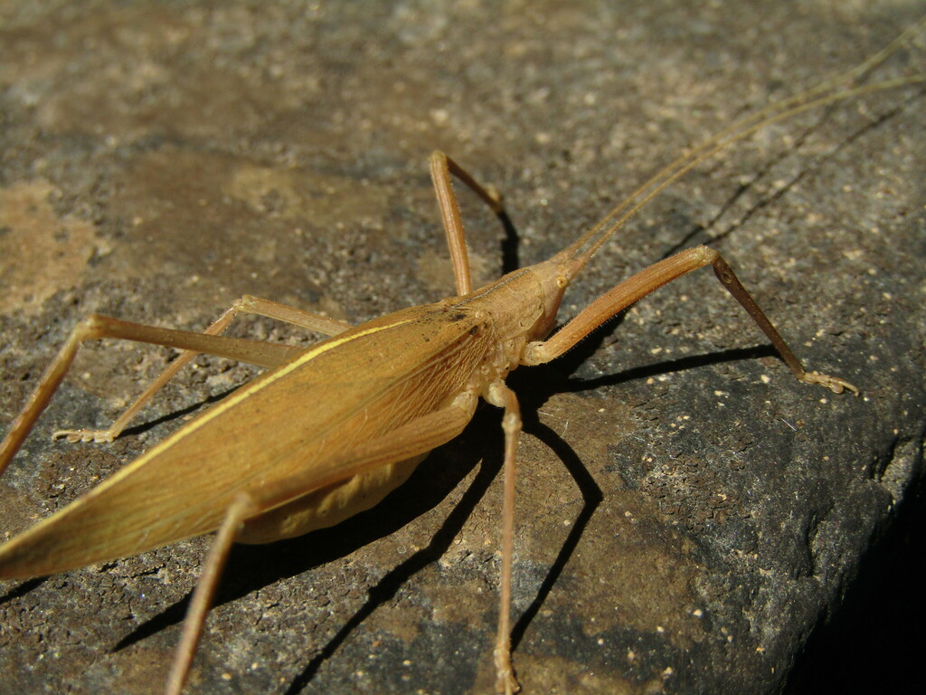 Aphractus acuminatus