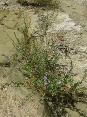 Lythrum ovalifolium