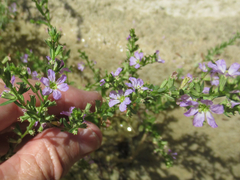 Lythrum ovalifolium