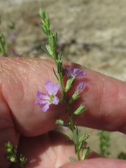 Lythrum ovalifolium