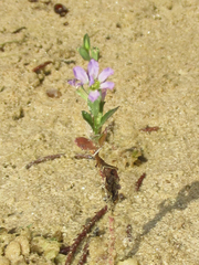 Lythrum ovalifolium