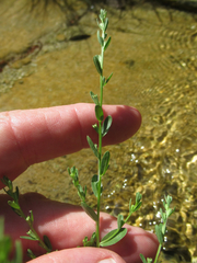 Lythrum ovalifolium