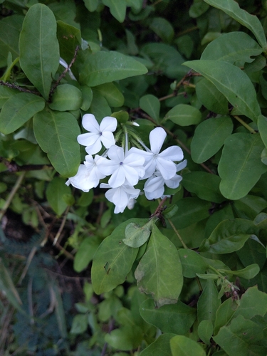 Plumbago auriculata observed 2025-02-01