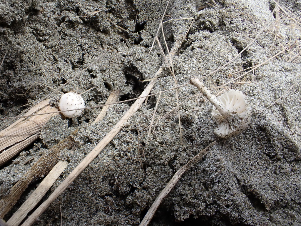 Paramarasmius mesosporus · February 2025 · photo: © arnim (iNaturalist, cc-by)