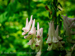 Corydalis caseana