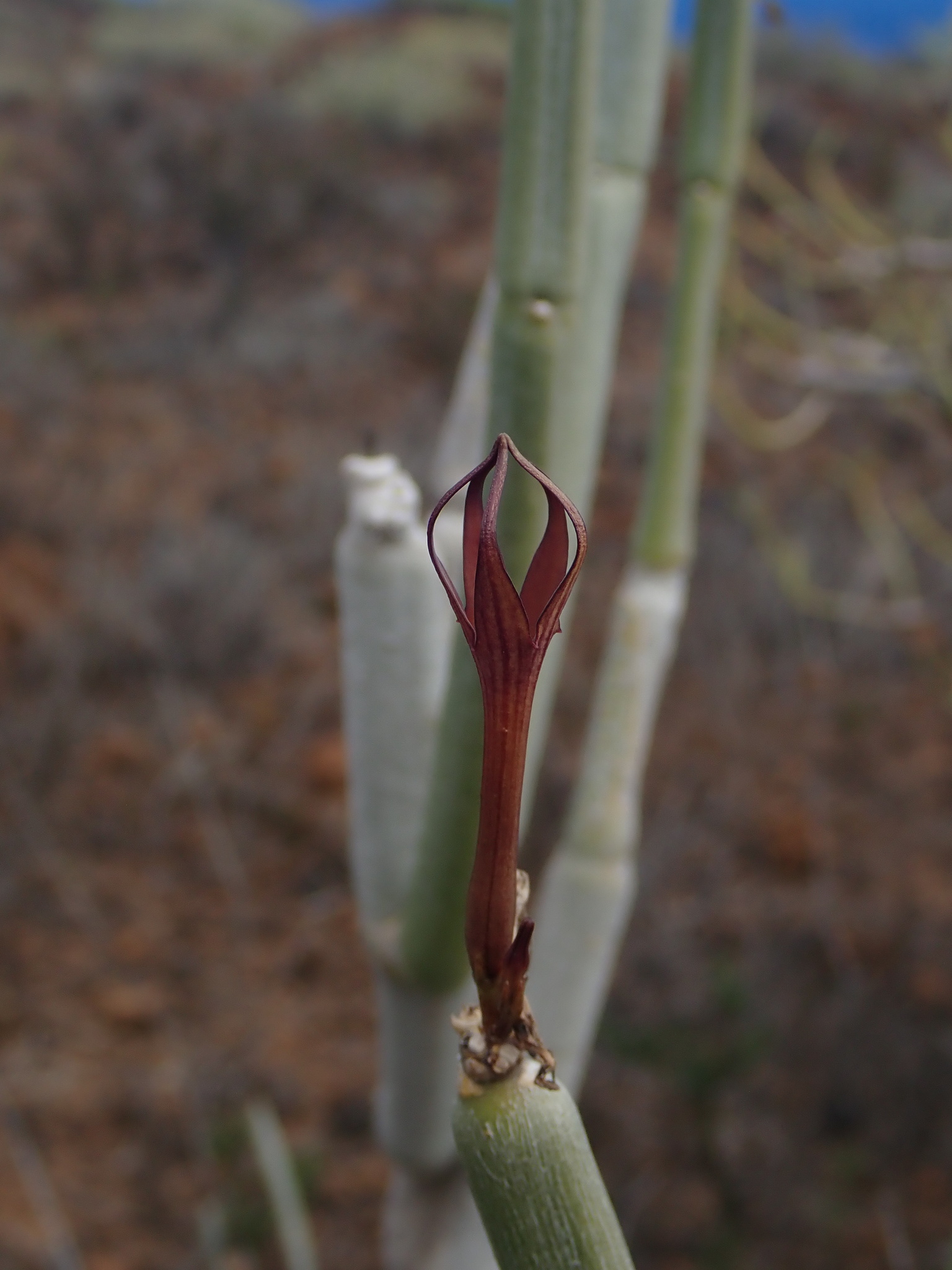 Ceropegia fusca