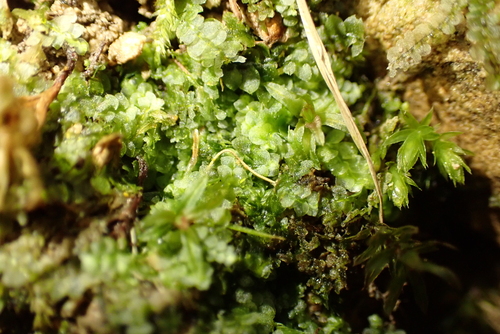 Image of Calypogeia fissa by (c) Kian Hayles-Cotton, some rights reserved (CC BY)