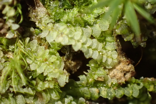 Image of Calypogeia fissa by (c) Kian Hayles-Cotton, some rights reserved (CC BY)