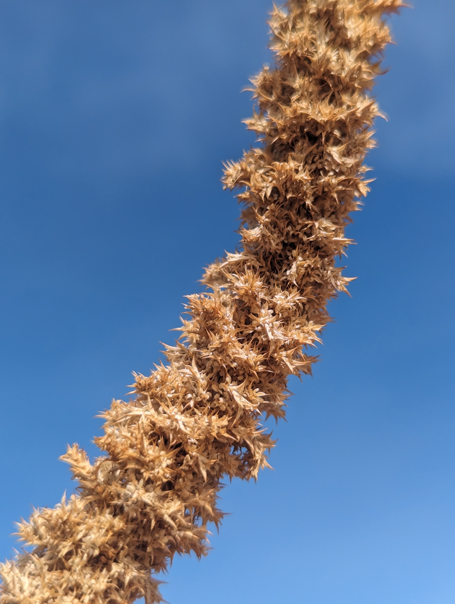 Imagem de Caruru-de-mancha