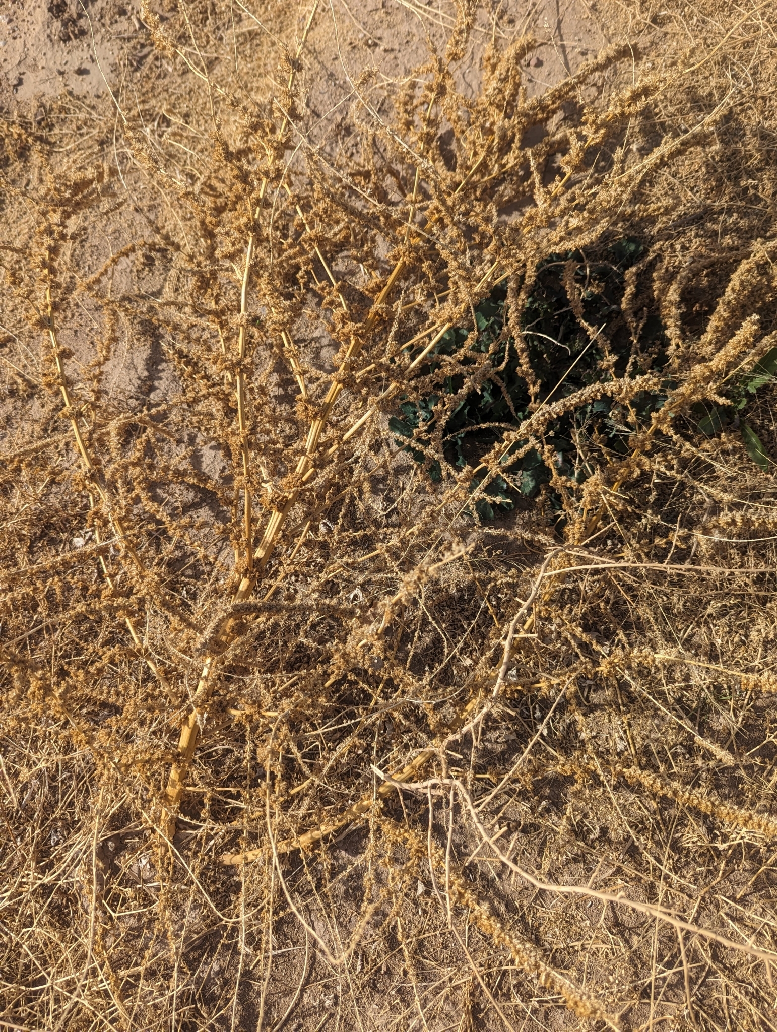 Imagem de Caruru-de-mancha