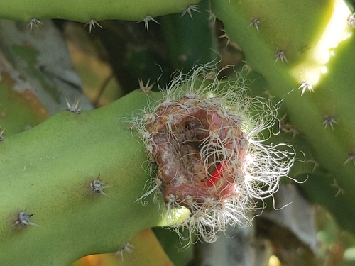 Selenicereus grandiflorus, 2025-02-01