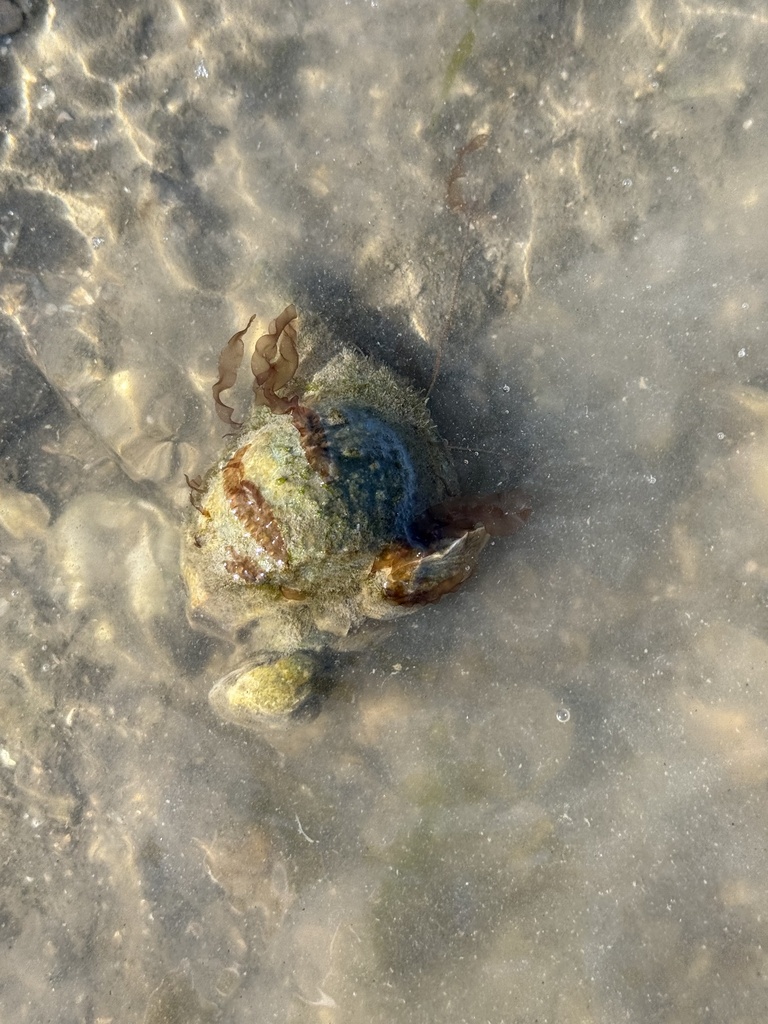 Thinstripe Hermit Crab from North Atlantic Ocean, SC, US on February 1 ...