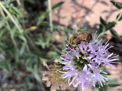 Apis mellifera