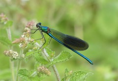 Calopteryx xanthostoma