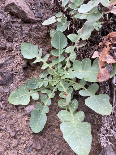 Sonchus radicatus, photograph 3