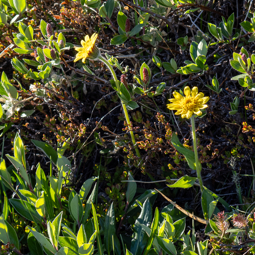 Narrowleaf arnica (Arnica angustifolia)