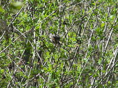 Passerella iliaca olivacea