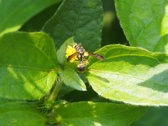 Apodynerus formosensis