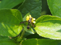 Apodynerus formosensis