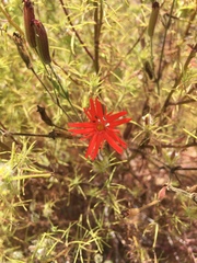 Silene laciniata laciniata