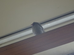 Crithagra tristriata