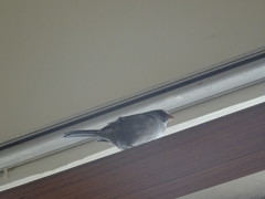 Crithagra tristriata