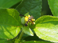 Apodynerus formosensis