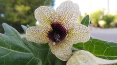 Hyoscyamus niger